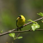 Birds!