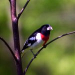 Birds!