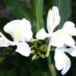 Blooms!